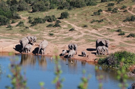 © Siggi Hosenfeld - Elephants at Lake